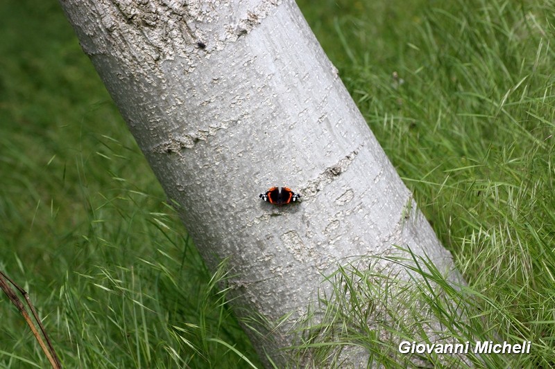 Passeggiata nel parco del Ticino Mi (30.4.16)